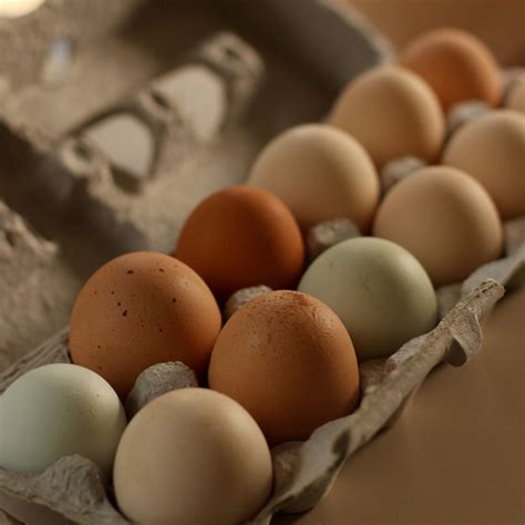 Farm Fresh Eggs From Free Range Hens Dozen Acorncreekfarmstead