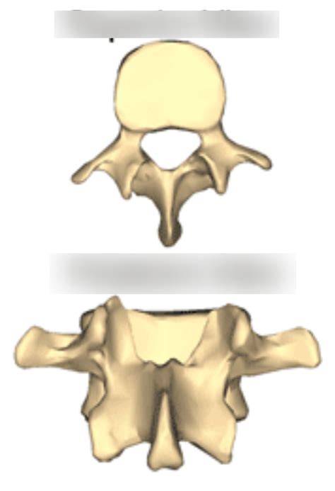 Lumbar Vertebrae Diagram Quizlet