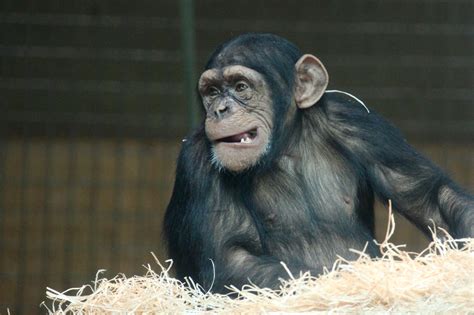 monkey making faces  stock photo public domain pictures
