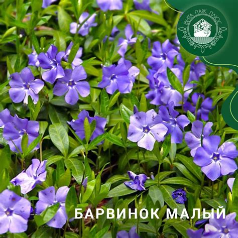 Барвинок малый: 5 причин, почему это растение должно быть в каждом саду ...