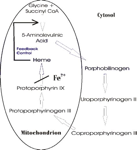 2 The Natural Heme Biosynthetic Pathway. | Download Scientific Diagram