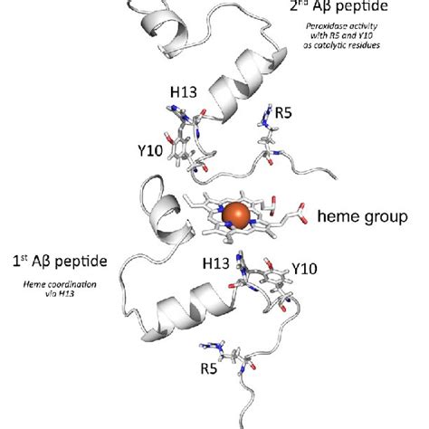 Evolutionary Conservation Of Amyloid Precursor Protein App Derived