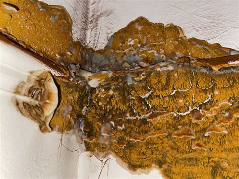 What Is The Difference Between Wet Rot And Dry Rot