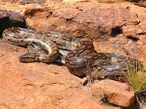 Top Largest And Longest Snake Species In The World