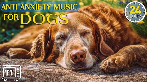 24 Hours Anti Anxiety Music For Dogs Deep Sleep Music For Anxious Dogs