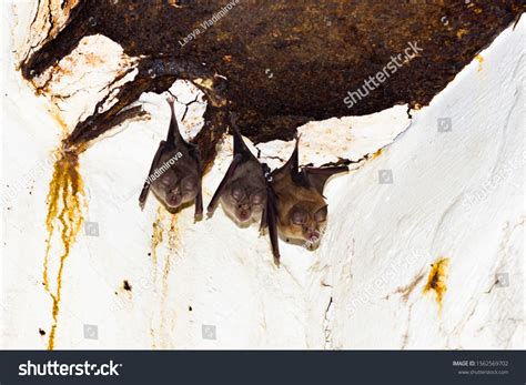 Bats Hiding Basement Abandoned Building White Stock Photo 1562569702