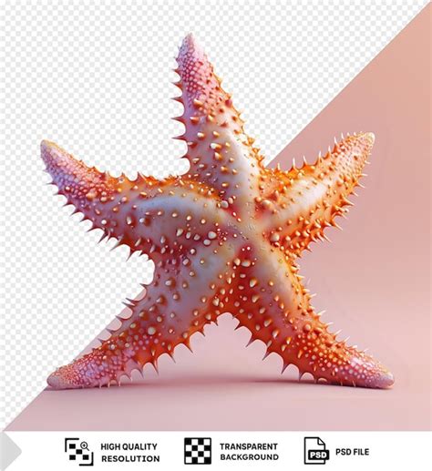 Fundo Transparente Estrela Do Mar Isolada Em Um Fundo Rosa Png Psd