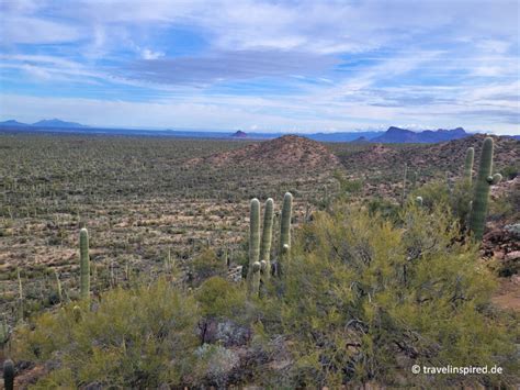 Saguaro Nationalpark Faszinierende Riesenkakteen Travelinspired