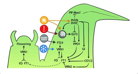 Summary Of The Current Understanding Of The Photoperiodic Regulation