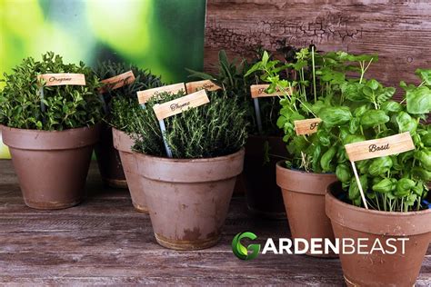 Herb Garden Ideas Top Herbs To Grow In A Container Garden