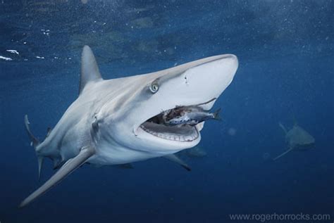 Blacktip Shark Eating A Sardine Shark Photo