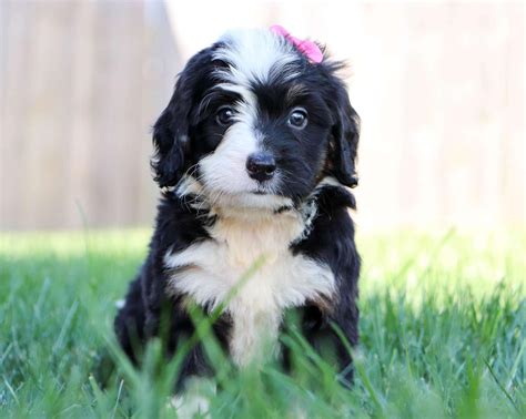 Best Rhode Island Bernedoodles Available — Crockett Doodles