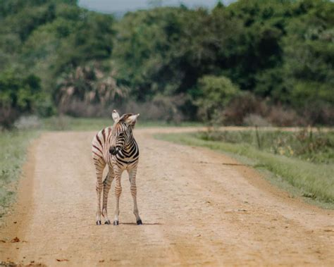 The Ultimate isimangaliso Wetland Park Travel Guide