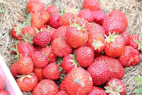 Schädlinge an Erdbeeren Läuse Käfer und Würmer Hausgarten net