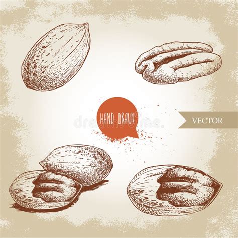 Pecan Nuts Set Peeled Core And Whole Shell Composition Hand Drawn