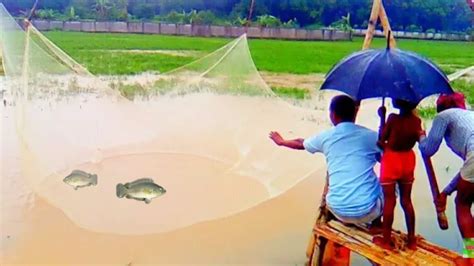 জলাশয়ে মাছ ধরাধর্ম জাল দিয়ে কৈ মাছ ধরা Catching Fish By Hand Net