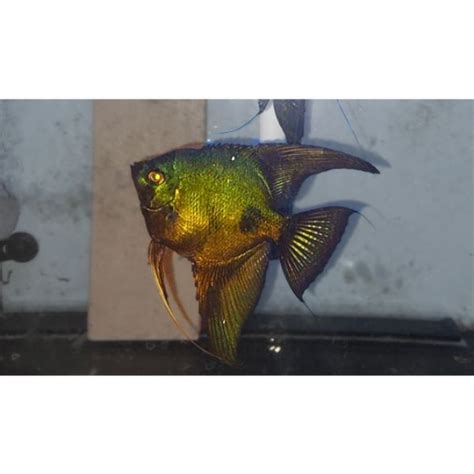 Angelfish Pinoyphilippine Blue Hollywood Fish Farm Online