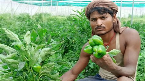 मिर्च भी घोलती है ज़िन्दगी में मिठास यकीन न हो तो आ जाइए बिहार के