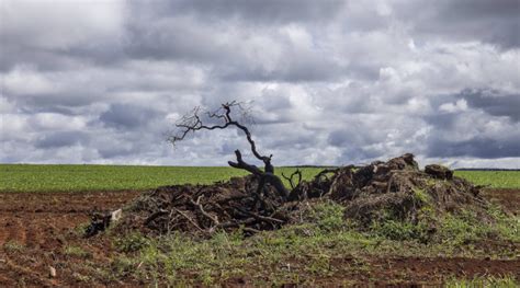 Desmatamento No Cerrado Cresce 25 E Supera 10 Mil Km2 Em 2022