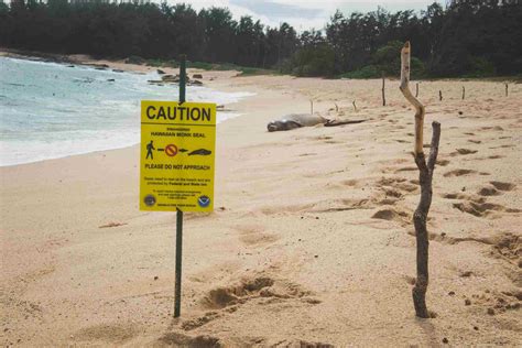 Hawaiian Monk Seal Facts