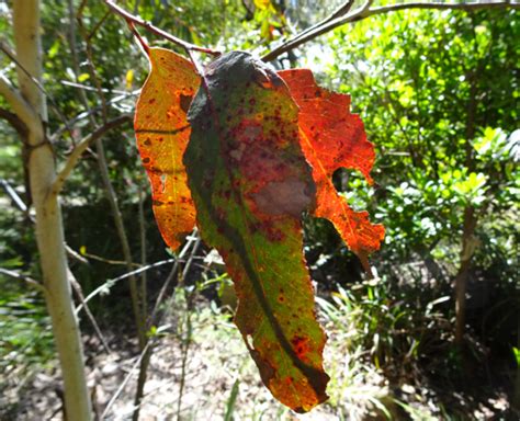 Ode to the gum leaf.