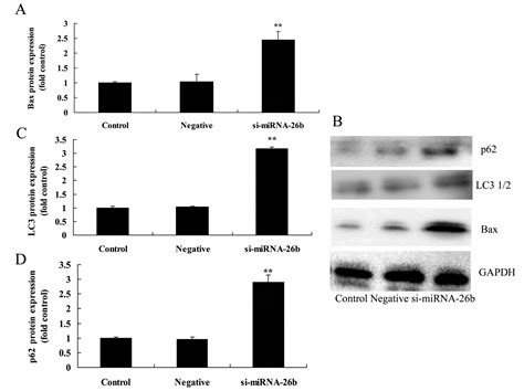 Downregulation Of Mirna 26b Inhibits Cancer Proliferation Of Laryngeal