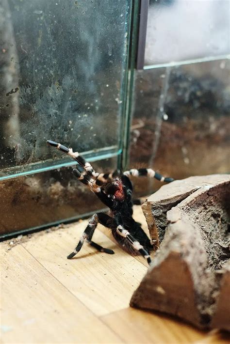 Brazilian Red And White Tarantula Nhandu Chromatus Tarantula Friendly