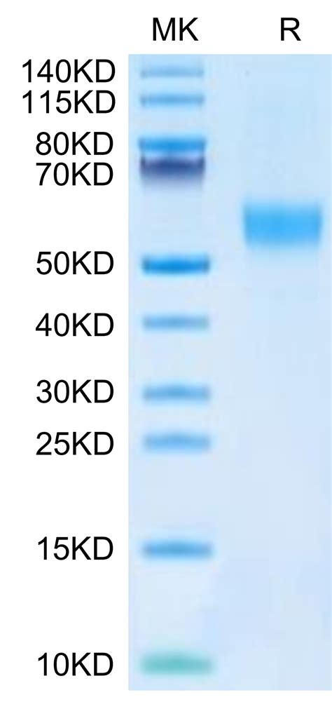 Mouse Fgfr3 Alpha Iiib Protein Fgf Mm43b Kactus