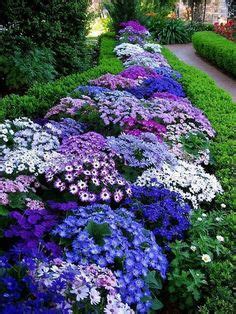 Zone 9 Flowers on Pinterest | Perennials, Florida and Plants