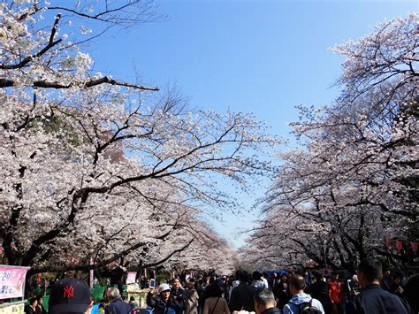 上野恩賜公園の桜開花情報｜花見特集2018