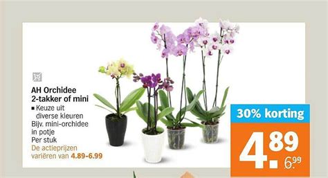 Ah Orchidee Takker Of Mini Aanbieding Bij Albert Heijn