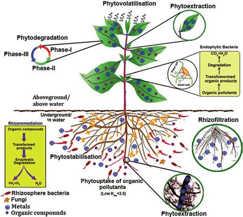 6 Schematic Presentation Of Various Phytoremediation Strategies Download Scientific Diagram