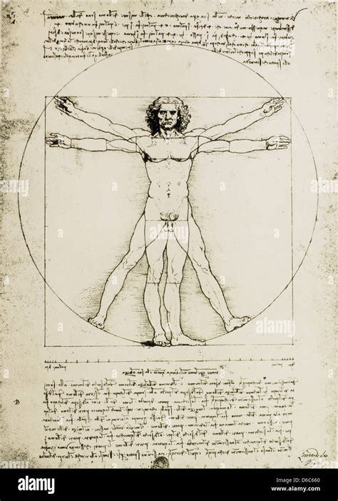 Vitruvian Man Estudio De Proporciones Leonardo Da Vinci Dibujo