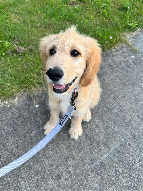 My 4 Month Old Goldendoodle Rgoldenretrievers