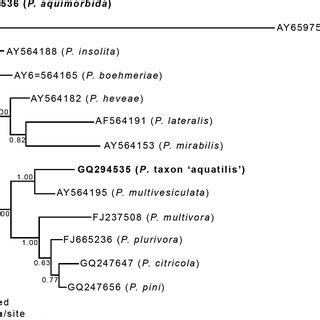 Bayesian Inference Tree Derived From Partial Sequences Encoding