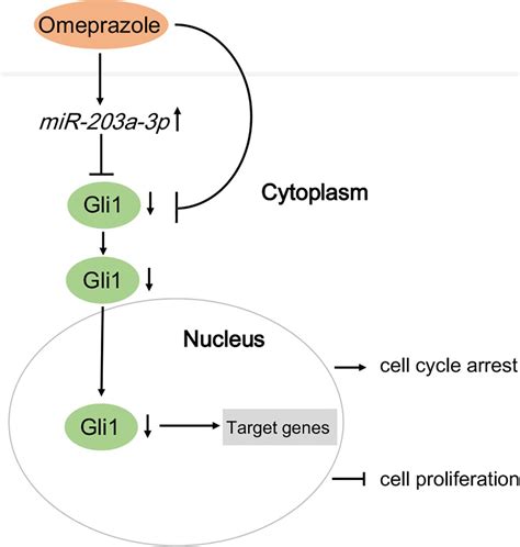 Frontiers Omeprazole Inhibits Cell Proliferation And Induces G G