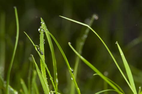 Free Images Water Cold Dew Lawn Meadow Leaf Flower Green