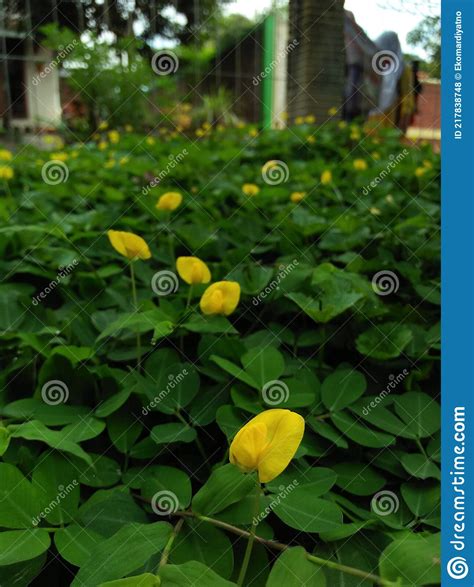 Arachis Duranensis Is Een Kruidenplant Die In Zuid Amerika Wordt