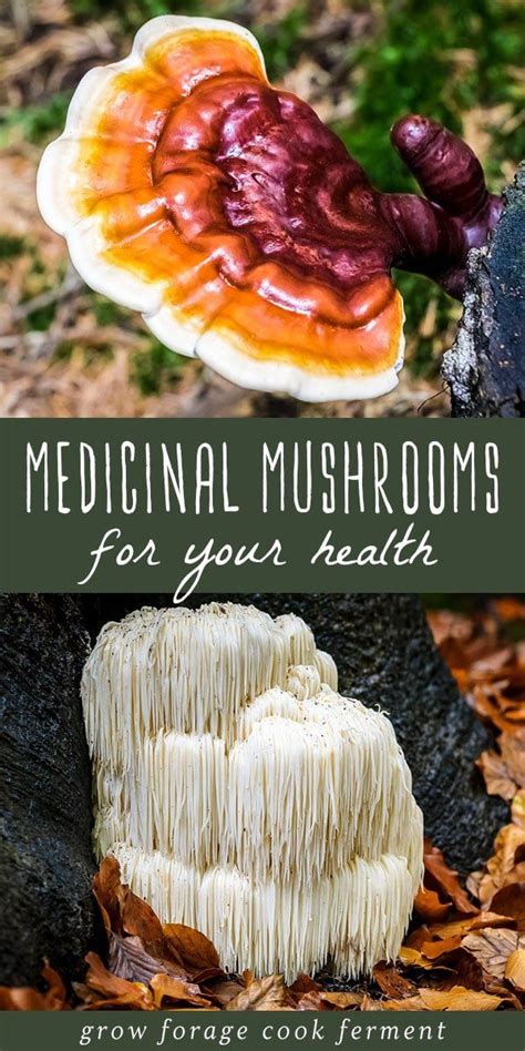 16 Common Edible Mushrooms You Can Forage Artofit