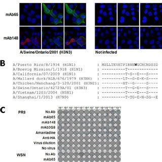 Properties Of Binding Of Mab To M E Peptide And M Expressing Cells