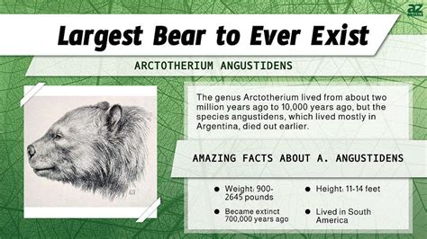 Discover The Largest Bear To Ever Exist Up To 4x The Size Of A Grizzly