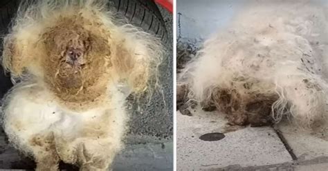 Cane abbandonato ha un pelo così trasandato da impedirgli la vista la