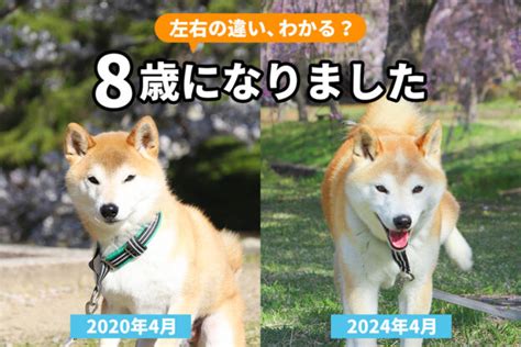 我が家の柴犬図鑑 柴犬の問題行動、本気噛み、しつけについてのブログです。