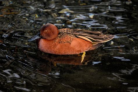 Cinnamon Teal Duck Bird - Free photo on Pixabay