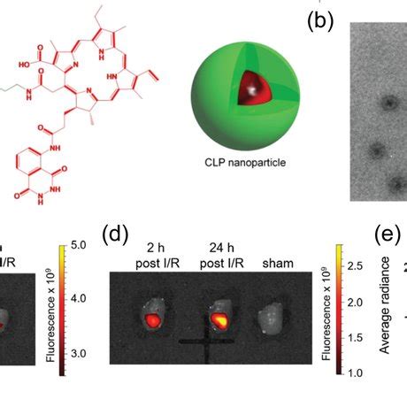 A Schematic Illustration Of The Rosresponsive Nanoprobe Preparation