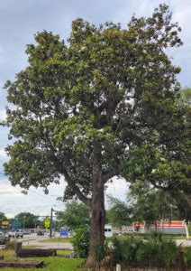 What S In Bloom Southern Magnolia Uf Ifas Extension Orange County