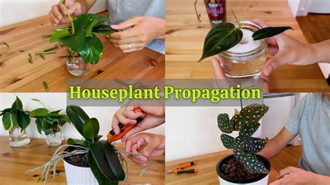 Indoor Plant Propagation Houseplant Chores Youtube