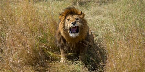 Wildlife Photo of the Week: Roar