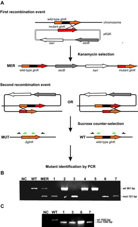 Glnk Gene Mutagenesis A Schematic Diagram Depicting Open I