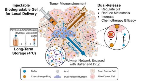 hydrogel delivery balances tumors ph boosts cancer drugs activity